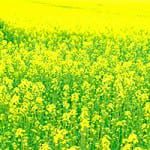 Countdown to bio cash share