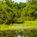wetlands_swamp_thumb