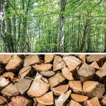 Scientists letter fuels biomass debate