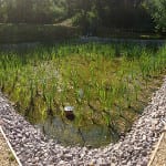 Aerated reed bed meets tight targets