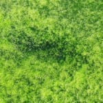 Using algae to clean up mine water