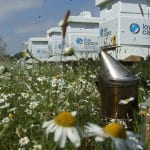 Firm installs bee hives around solar farms