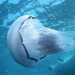 UK jellyfish numbers continue to swell