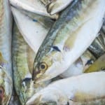 North Atlantic fisheries meeting agrees further protective measures, but still not enough, say ecologists