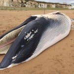 Whale laid to rest at Canterbury landfill site