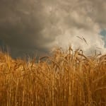 Thinking bigger about bio-waste