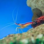 Small crustaceans offer better ways of detecting pollutants in water, says study