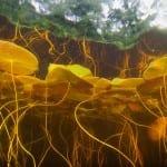 Taking a molecular approach to conserving freshwater biodiversity