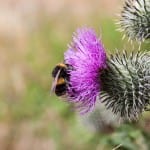 New research shows climate change will endanger many species previously believed to be not at risk