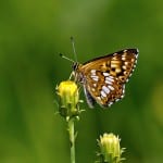 Rare butterfly gets new home next to Bucks railway line