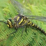 shutterstock_368899829