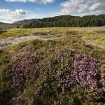 Ground-level climate at peatland wind farm is affected by wind turbine operation, though effects on carbon stores still uncertain