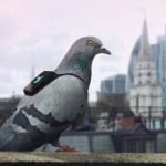Pigeons: The latest recruits in the fight against air pollution?