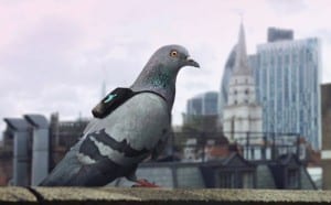 plume-labs-air-report-pigeon-patrol