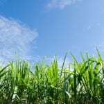 Hull biomass plant to use HRS technology