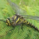 shutterstock_368899829