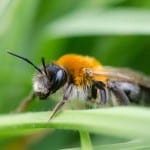 Scientists start selling disease-resistant “hygienic” honey bee queens to UK beekeepers
