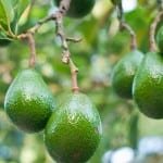 Avocado farmer slashes water consumption at IoT-enabled farm