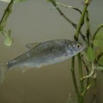 Shady characters needed to cool our rivers, suggests campaign group