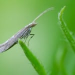 Group issues diamondback moth warning for the UK