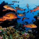 Coral reef symposium in London concludes ‘reef protection is not enough’