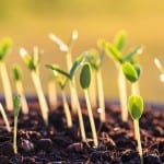 Newly sequenced genomes of soil bacteria may help work the land more effectively