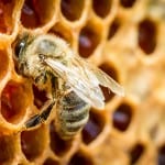 Plant more flowers, cut grass less and build a bee hotel: The simple things the public can do to help bees, says Defra