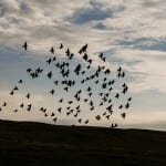 No change in UK wildlife law following referendum, warns consultancy