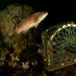 Research reveals high biodiversity at risk in British waters of the North Sea