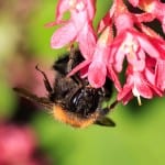 Neonicotinoid insecticides linked to wild bee decline across England says new study
