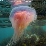 Moon, compass, blue and lion’s mane – it’s a blooming good time for jellyfish