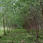Poplars and pyrolysis project aims to extract contaminants from soil then prepare them for reuse