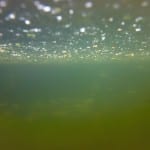 Legal levels of herbicides pose risks for stream macroalgae