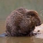 Dam good reading for beaver aficionados
