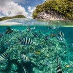 Vital improvements needed to forecast impact of climate change on biodiversity, say scientists