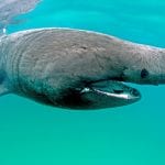 Tracking helps understand basking shark behaviour in the Sea of the Hebrides