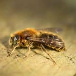 Buzz for new bee found in Greenwich
