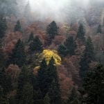 Big data study confirms forest biodiversity as a key factor for forest yields