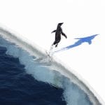 World’s largest marine protected area declared in the Antarctic