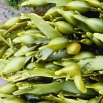 Pumps deliver smooth processing for seaweed harvester