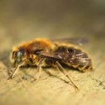 vipers-bugloss-mason-bee