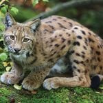 Report highlights global wildlife crisis