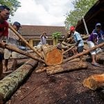EU-Indonesia deal to curb illegal logging