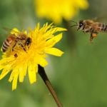 Pesticides are damaging bumblebees’ vibes, study appears to show