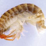 Demon shrimp threatens UK river life