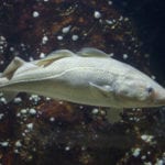 Seabed conditions key to survival of juvenile cod, haddock and whiting