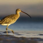 Curlews and puffins join the RSPB’s red list, but golden eagles are doing better