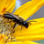 New tool can help estimate genetically modified pollen spread