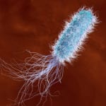 UK acceptance for Pseudomonas testing in drinking water method