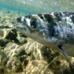 Study aims to reveal cause of dwindling salmon numbers